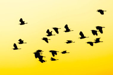 Brezilya 'da gün batımında uçan beyaz balıkçıl silueti