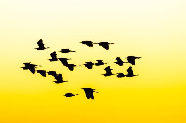 Brezilya 'da gün batımında uçan beyaz balıkçıl silueti