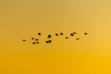 Brezilya 'da gün batımında uçan beyaz balıkçıl silueti