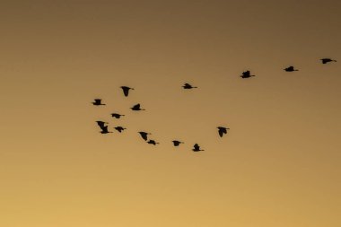 Brezilya 'da gün batımında uçan beyaz balıkçıl silueti