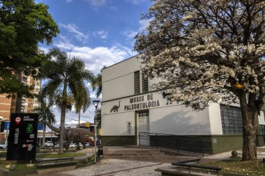 Marilia, Sao Paulo, Brezilya, 28 Ağustos 2023. Beyaz İpe çiçeği (Tabebuia roseoalba) Marilia şehir merkezindeki Paleontoloji Müzesi binasının önünde.