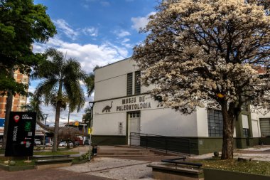 Marilia, Sao Paulo, Brezilya, 28 Ağustos 2023. Beyaz İpe çiçeği (Tabebuia roseoalba) Marilia şehir merkezindeki Paleontoloji Müzesi binasının önünde.