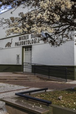 Marilia, Sao Paulo, Brezilya, 28 Ağustos 2023. Beyaz İpe çiçeği (Tabebuia roseoalba) Marilia şehir merkezindeki Paleontoloji Müzesi binasının önünde.