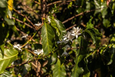 Brezilya 'nın Sao Paulo eyaletinde seçici odaklı beyaz renkli çiçeklerle birlikte kahve ağacı çiçek açar.