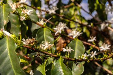 Brezilya 'nın Sao Paulo eyaletinde seçici odaklı beyaz renkli çiçeklerle birlikte kahve ağacı çiçek açar.