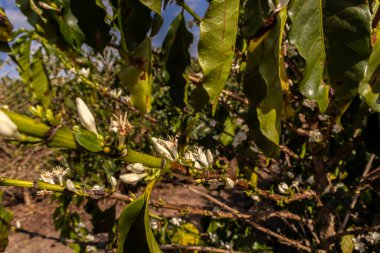 Brezilya 'nın Sao Paulo eyaletinde seçici odaklı beyaz renkli çiçeklerle birlikte kahve ağacı çiçek açar.