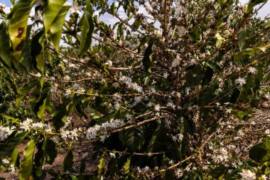 Brezilya 'nın Sao Paulo eyaletinde seçici odaklı beyaz renkli çiçeklerle birlikte kahve ağacı çiçek açar.
