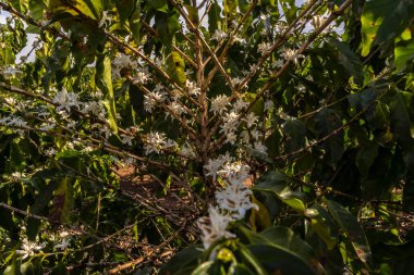 Brezilya 'nın Sao Paulo eyaletinde seçici odaklı beyaz renkli çiçeklerle birlikte kahve ağacı çiçek açar.