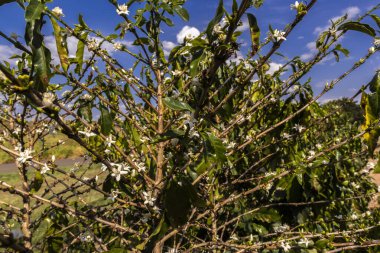 Brezilya 'nın Sao Paulo eyaletinde seçici odaklı beyaz renkli çiçeklerle birlikte kahve ağacı çiçek açar.