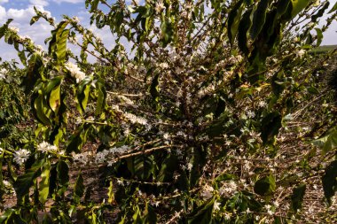 Brezilya 'nın Sao Paulo eyaletinde seçici odaklı beyaz renkli çiçeklerle birlikte kahve ağacı çiçek açar.
