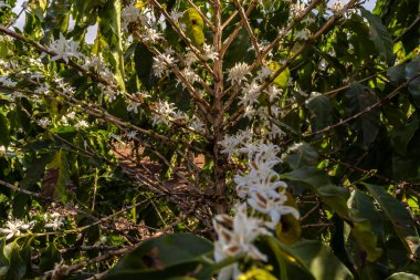 Brezilya 'nın Sao Paulo eyaletinde seçici odaklı beyaz renkli çiçeklerle birlikte kahve ağacı çiçek açar.