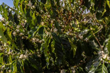 Brezilya 'nın Sao Paulo eyaletinde seçici odaklı beyaz renkli çiçeklerle birlikte kahve ağacı çiçek açar.
