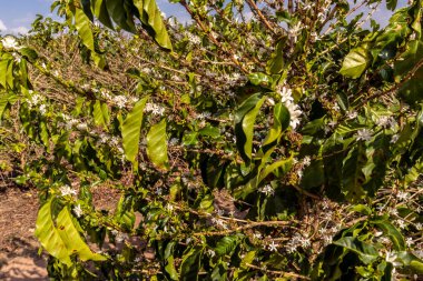 Brezilya 'nın Sao Paulo eyaletinde seçici odaklı beyaz renkli çiçeklerle birlikte kahve ağacı çiçek açar.