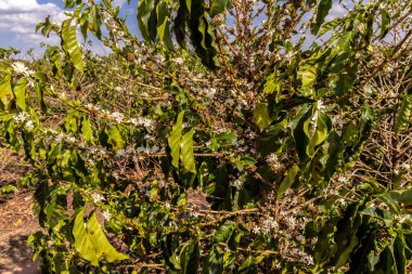 Brezilya 'nın Sao Paulo eyaletinde seçici odaklı beyaz renkli çiçeklerle birlikte kahve ağacı çiçek açar.