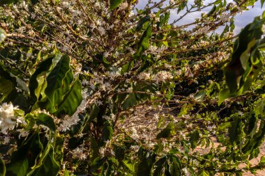 Brezilya 'nın Sao Paulo eyaletinde seçici odaklı beyaz renkli çiçeklerle birlikte kahve ağacı çiçek açar.