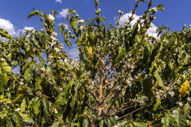 Brezilya 'nın Sao Paulo eyaletinde seçici odaklı beyaz renkli çiçeklerle birlikte kahve ağacı çiçek açar.