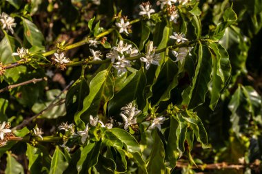 Brezilya 'nın Sao Paulo eyaletinde seçici odaklı beyaz renkli çiçeklerle birlikte kahve ağacı çiçek açar.