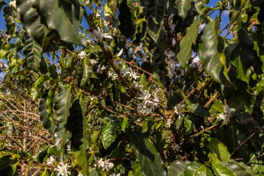 Brezilya 'nın Sao Paulo eyaletinde seçici odaklı beyaz renkli çiçeklerle birlikte kahve ağacı çiçek açar.