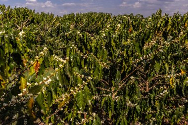 Brezilya 'nın Sao Paulo eyaletinde seçici odaklı beyaz renkli çiçeklerle birlikte kahve ağacı çiçek açar.