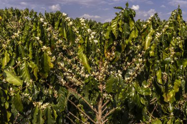 Brezilya 'nın Sao Paulo eyaletinde seçici odaklı beyaz renkli çiçeklerle birlikte kahve ağacı çiçek açar.