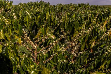 Brezilya 'nın Sao Paulo eyaletinde seçici odaklı beyaz renkli çiçeklerle birlikte kahve ağacı çiçek açar.