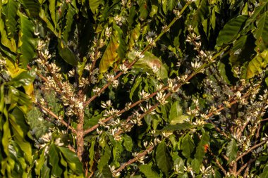 Brezilya 'nın Sao Paulo eyaletinde seçici odaklı beyaz renkli çiçeklerle birlikte kahve ağacı çiçek açar.
