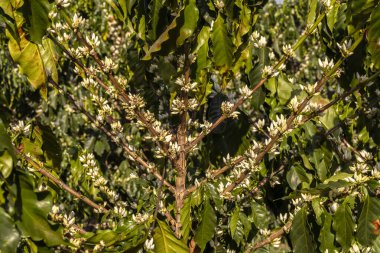 Brezilya 'nın Sao Paulo eyaletinde seçici odaklı beyaz renkli çiçeklerle birlikte kahve ağacı çiçek açar.