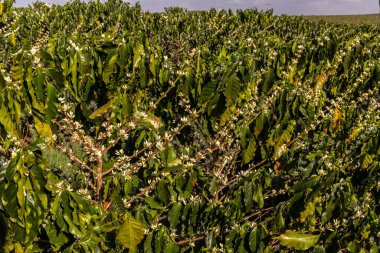 Brezilya 'nın Sao Paulo eyaletinde seçici odaklı beyaz renkli çiçeklerle birlikte kahve ağacı çiçek açar.
