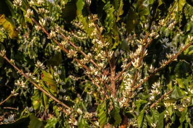 Brezilya 'nın Sao Paulo eyaletinde seçici odaklı beyaz renkli çiçeklerle birlikte kahve ağacı çiçek açar.