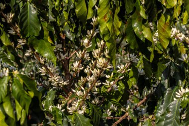 Brezilya 'nın Sao Paulo eyaletinde seçici odaklı beyaz renkli çiçeklerle birlikte kahve ağacı çiçek açar.