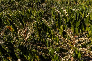 Brezilya 'nın Sao Paulo eyaletinde seçici odaklı beyaz renkli çiçeklerle birlikte kahve ağacı çiçek açar.