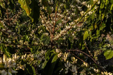 Brezilya 'nın Sao Paulo eyaletinde seçici odaklı beyaz renkli çiçeklerle birlikte kahve ağacı çiçek açar.