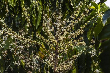 Brezilya 'nın Sao Paulo eyaletinde seçici odaklı beyaz renkli çiçeklerle birlikte kahve ağacı çiçek açar.