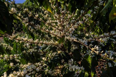 Brezilya 'nın Sao Paulo eyaletinde seçici odaklı beyaz renkli çiçeklerle birlikte kahve ağacı çiçek açar.