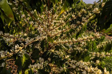 Brezilya 'nın Sao Paulo eyaletinde seçici odaklı beyaz renkli çiçeklerle birlikte kahve ağacı çiçek açar.