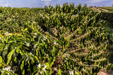 Brezilya 'nın Sao Paulo eyaletinde seçici odaklı beyaz renkli çiçeklerle birlikte kahve ağacı çiçek açar.