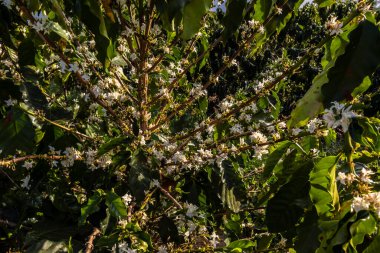 Brezilya 'nın Sao Paulo eyaletinde seçici odaklı beyaz renkli çiçeklerle birlikte kahve ağacı çiçek açar.