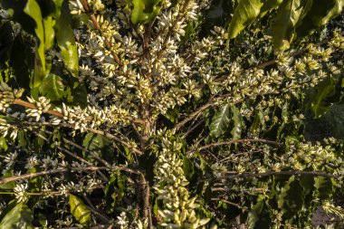 Brezilya 'nın Sao Paulo eyaletinde seçici odaklı beyaz renkli çiçeklerle birlikte kahve ağacı çiçek açar.