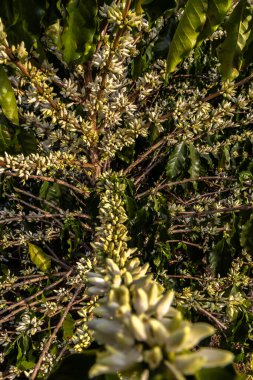 Brezilya 'nın Sao Paulo eyaletinde seçici odaklı beyaz renkli çiçeklerle birlikte kahve ağacı çiçek açar.