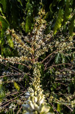 Brezilya 'nın Sao Paulo eyaletinde seçici odaklı beyaz renkli çiçeklerle birlikte kahve ağacı çiçek açar.