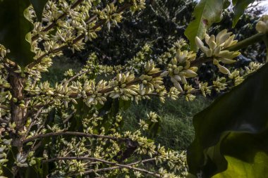 Brezilya 'nın Sao Paulo eyaletinde seçici odaklı beyaz renkli çiçeklerle birlikte kahve ağacı çiçek açar.