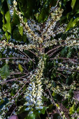 Brezilya 'nın Sao Paulo eyaletinde seçici odaklı beyaz renkli çiçeklerle birlikte kahve ağacı çiçek açar.