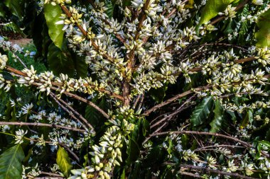 Brezilya 'nın Sao Paulo eyaletinde seçici odaklı beyaz renkli çiçeklerle birlikte kahve ağacı çiçek açar.