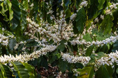 Brezilya 'nın Sao Paulo eyaletinde seçici odaklı beyaz renkli çiçeklerle birlikte kahve ağacı çiçek açar.