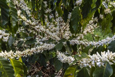 Brezilya 'nın Sao Paulo eyaletinde seçici odaklı beyaz renkli çiçeklerle birlikte kahve ağacı çiçek açar.