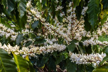 Brezilya 'nın Sao Paulo eyaletinde seçici odaklı beyaz renkli çiçeklerle birlikte kahve ağacı çiçek açar.