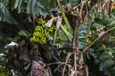 Brezilya 'da ekolojik bir tarlada muz demetlerinin görüntüsü
