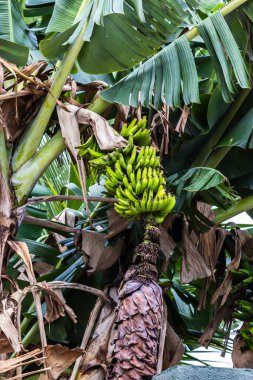 Brezilya 'da ekolojik bir tarlada muz demetlerinin görüntüsü