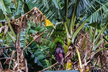 Brezilya 'da ekolojik bir tarlada muz demetlerinin görüntüsü