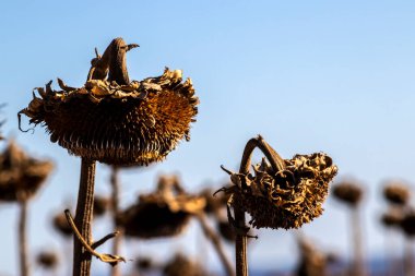 Tarım alanında kurumuş olgunlaşmış tohum kafalar. Ayçiçekleri Brezilya 'da hasat zamanı.